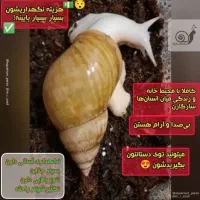 پرورش حلزون|خزنده|پارس‌آباد, |دیوار