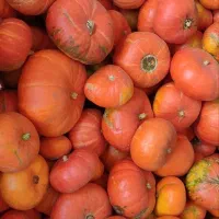 کدو حلوایی