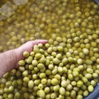 زیتون درشت طارم