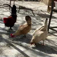 مرغ و خروس محلی