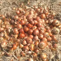 پیاز فلات قالب درشت|خدمات باغبانی و درختکاری|شیروان (خراسان), |دیوار