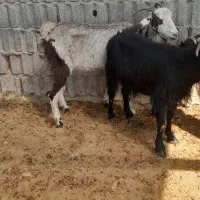 بز وکولارجوان|حیوانات مزرعه|مرودشت, ده بید|دیوار