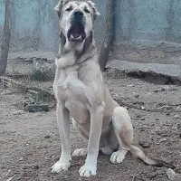 سگه سرابی فروشی 14 ماهه