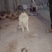 سگ پامر اشپیتز
