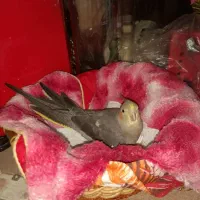 گمشده|حیوانات|بوشهر, |دیوار