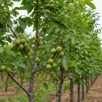 نهال گردو انگوری|گل و گیاه طبیعی|کبودرآهنگ, |دیوار