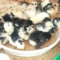 کرایه مرغ کرچ کپ