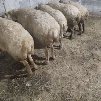 گوسفند