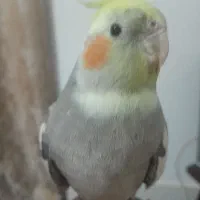 عروس هلندی|پرنده|مشهد, فاطمیه|دیوار