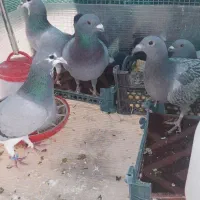 کبوتر‌پلاکی