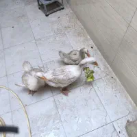 فروش 3عدد غاز