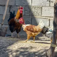 خردس جوان ارگانیک|حیوانات مزرعه|هریس, |دیوار