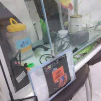 فروش آکواریوم|ماهی|بهبهان, |دیوار