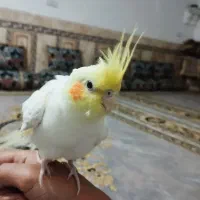 عروس هلندی نر|پرنده|سراوان, |دیوار