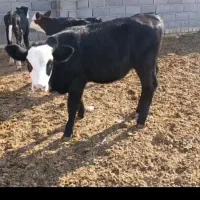 سه راس گوساله ماده سیمینتال عروسک