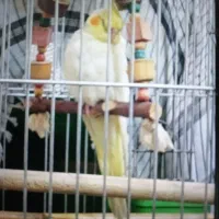 گمشده