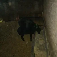 فروش میش و بره