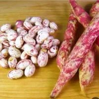 لوبیا چیتی