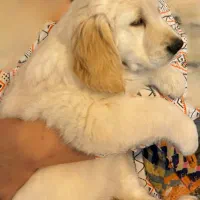 واگذاری توله گلدن