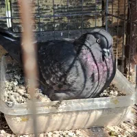 کبوتر گمشده زاغ سبز