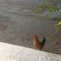 مرغ وخروس پاکوتاه|حیوانات مزرعه|بندرعباس, |دیوار