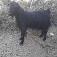 بز چاق|حیوانات مزرعه|بیرجند, |دیوار