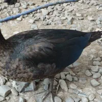 اردک اسراییلی