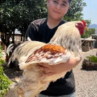 خروس برهما بلو سالمون
