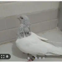 نر الماسی جوان اماده جفت کردن|پرنده|قم, کیوانفر|دیوار