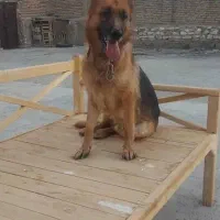 سگ ژرمن نر|سگ|کرمانشاه, |دیوار