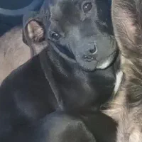 توله پیت بول