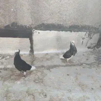 کبوتر / کفتر|پرنده|محمدشهر, محمدشهر|دیوار