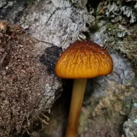 همسفر برای طبیعت|فعالیت داوطلبانه|رشت, چله خانه|دیوار