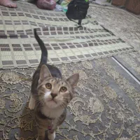 پیشی حرف گوش کن و باادب و واکسن زده