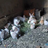 تعدادی خرگوش
