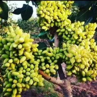 نهال پسته رقم پیوندی اکبری