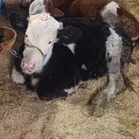 کار در گاوداری شهرستان دهگلان