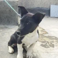 سگ.|سگ|زاهدان, |دیوار