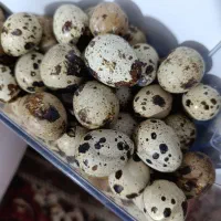 تخم بلدرچین