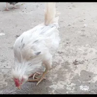 جوجه خروس گلین اصل|حیوانات مزرعه|ساوه, |دیوار