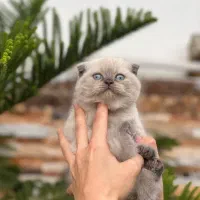 سیلور چشم آبی اسکاتیش شورت هیر|گربه|چالوس, |دیوار