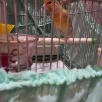 قناری نر  یکساله