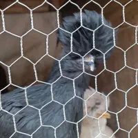 دو عدد نیمچه سلطان|حیوانات مزرعه|مبارکه, |دیوار