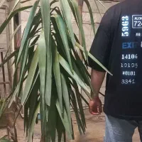 درختچه|گل و گیاه طبیعی|تهران, خانی آباد نو شمالی|دیوار