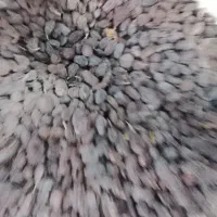 فروش حدود 250 کیلو کشمش بونات|خوردنی و آشامیدنی|شیراز, قلات|دیوار