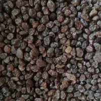 کشمش بیدانه کاملا ارگانیک