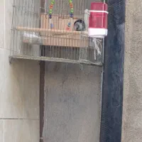 جفت طوطی برزیلی مولد|پرنده|آبپخش, |دیوار