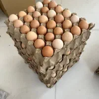تخم مرغ محلی نطفه دار