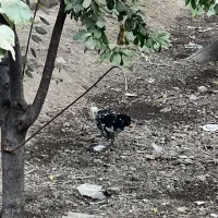 خروس گلین ۵ ماهه