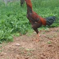 خروس۱۱ماهه